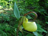 Ladies Slipper8